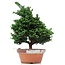 Chamaecyparis obtusa, 39 cm, ± 20 jaar oud