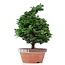 Chamaecyparis obtusa, 39 cm, ± 20 jaar oud