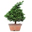 Chamaecyparis obtusa, 39 cm, ± 20 jaar oud