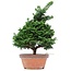 Chamaecyparis obtusa, 39 cm, ± 20 jaar oud