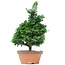 Chamaecyparis obtusa, 39 cm, ± 20 years old