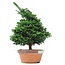 Chamaecyparis obtusa, 39 cm, ± 20 jaar oud