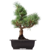Pinus parviflora Goyomatsu, 32 cm, ± 12 jaar oud