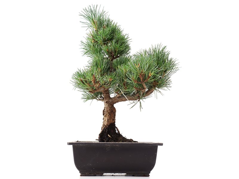 Pinus parviflora Goyomatsu, 32 cm, ± 12 jaar oud