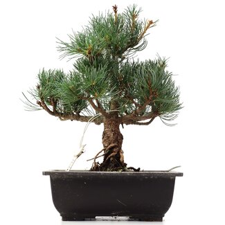 Pinus parviflora Goyomatsu, 29 cm, ± 12 anni