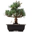 Pinus parviflora Goyomatsu, 29 cm, ± 12 Jahre alt