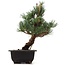 Pinus parviflora Goyomatsu, 29 cm, ± 12 Jahre alt