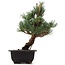 Pinus parviflora Goyomatsu, 29 cm, ± 12 years old