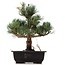 Pinus parviflora Goyomatsu, 29 cm, ± 12 anni