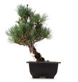 Pinus parviflora Goyomatsu, 29 cm, ± 12 jaar oud