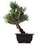 Pinus parviflora Goyomatsu, 29 cm, ± 12 anni