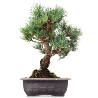 Pinus parviflora Goyomatsu, 30 cm, ± 12 anni