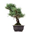 Pinus parviflora Goyomatsu, 30 cm, ± 12 anni