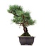 Pinus parviflora Goyomatsu, 30 cm, ± 12 jaar