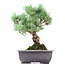 Pinus parviflora Goyomatsu, 30 cm, ± 12 Jahre alt