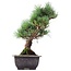 Pinus parviflora Goyomatsu, 30 cm, ± 12 anni