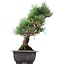 Pinus parviflora Goyomatsu, 30 cm, ± 12 jaar