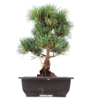 Pinus parviflora Goyomatsu, 31,5 cm, ± 12 jaar oud