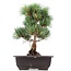 Pinus parviflora Goyomatsu, 31,5 cm, ± 12 jaar oud