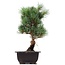 Pinus parviflora Goyomatsu, 31,5 cm, ± 12 anni