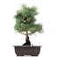 Pinus parviflora Goyomatsu, 31,5 cm, ± 12 jaar oud