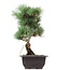 Pinus parviflora Goyomatsu, 31,5 cm, ± 12 anni