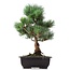 Pinus parviflora Goyomatsu, 35,5 cm, ± 12 Jahre alt