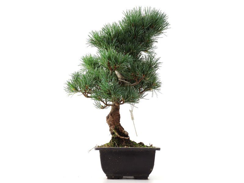 Pinus parviflora Goyomatsu, 35,5 cm, ± 12 jaar oud