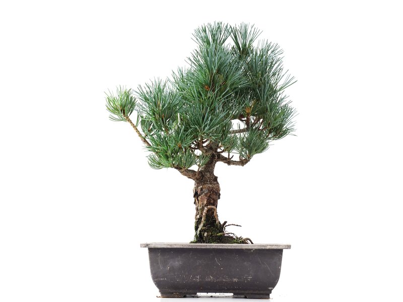 Pinus parviflora Goyomatsu, 33,5 cm, ± 12 jaar oud