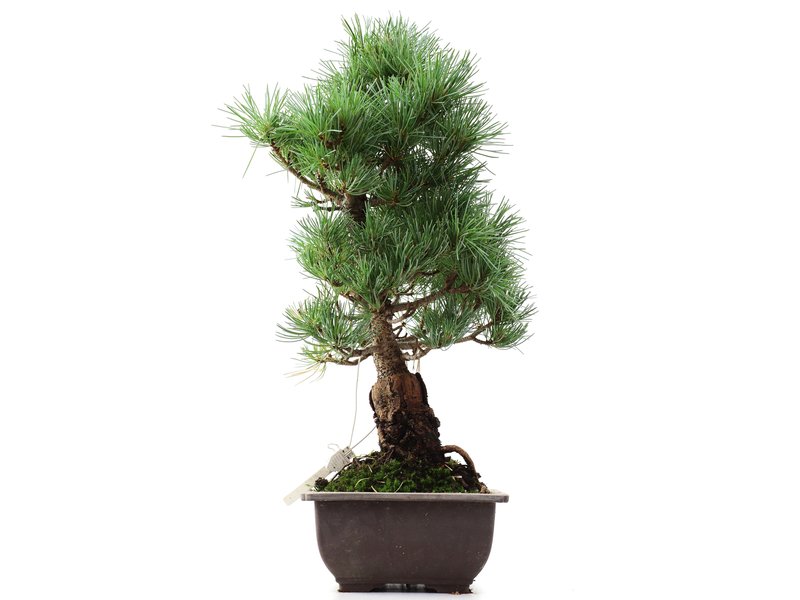 Pinus parviflora Goyomatsu, 37,5 cm, ± 12 jaar oud