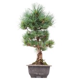Pinus parviflora Goyomatsu, 38 cm, ± 12 jaar oud