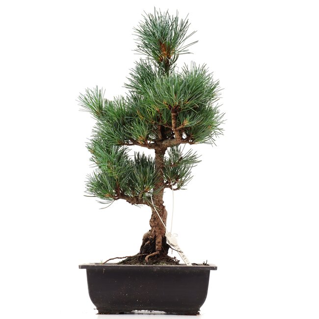 Pinus parviflora Goyomatsu, 39 cm, ± 12 Jahre alt