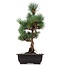 Pinus parviflora Goyomatsu, 39 cm, ± 12 years old