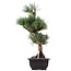 Pinus parviflora Goyomatsu, 39 cm, ± 12 years old