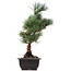 Pinus parviflora Goyomatsu, 39 cm, ± 12 jaar oud