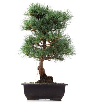 Pinus parviflora Goyomatsu, 34 cm, ± 12 years old