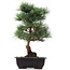 Pinus parviflora Goyomatsu, 34 cm, ± 12 anni