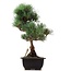 Pinus parviflora Goyomatsu, 34 cm, ± 12 anni