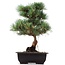 Pinus parviflora Goyomatsu, 34 cm, ± 12 anni