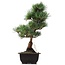 Pinus parviflora Goyomatsu, 34 cm, ± 12 anni