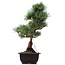 Pinus parviflora Goyomatsu, 34 cm, ± 12 years old