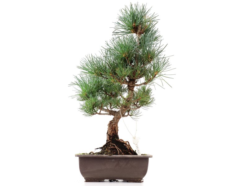 Pinus parviflora Goyomatsu, 41 cm, ± 12 jaar oud