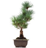 Pinus parviflora Goyomatsu, 41 cm, ± 12 jaar oud