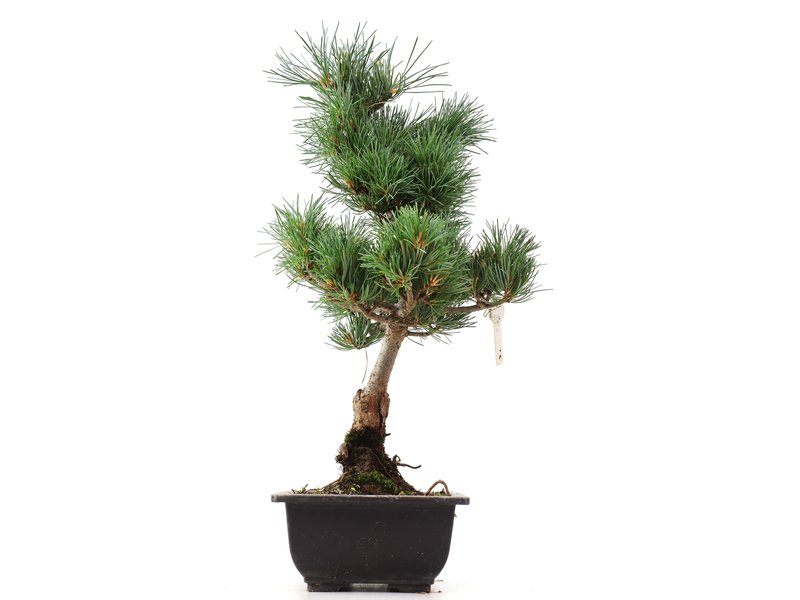Pinus parviflora Goyomatsu, 39,5 cm, ± 12 Jahre alt