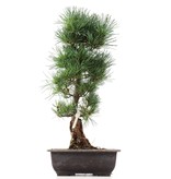 Pinus parviflora Goyomatsu, 41,5 cm, ± 12 jaar oud