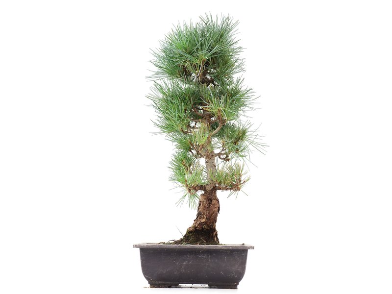 Pinus parviflora Goyomatsu, 41,5 cm, ± 12 Jahre alt