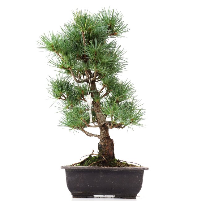 Pinus parviflora Goyomatsu, 39 cm, ± 12 years old