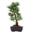 Pinus parviflora Goyomatsu, 39 cm, ± 12 anni