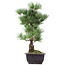 Pinus parviflora Goyomatsu, 39 cm, ± 12 jaar oud