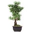 Pinus parviflora Goyomatsu, 39 cm, ± 12 years old